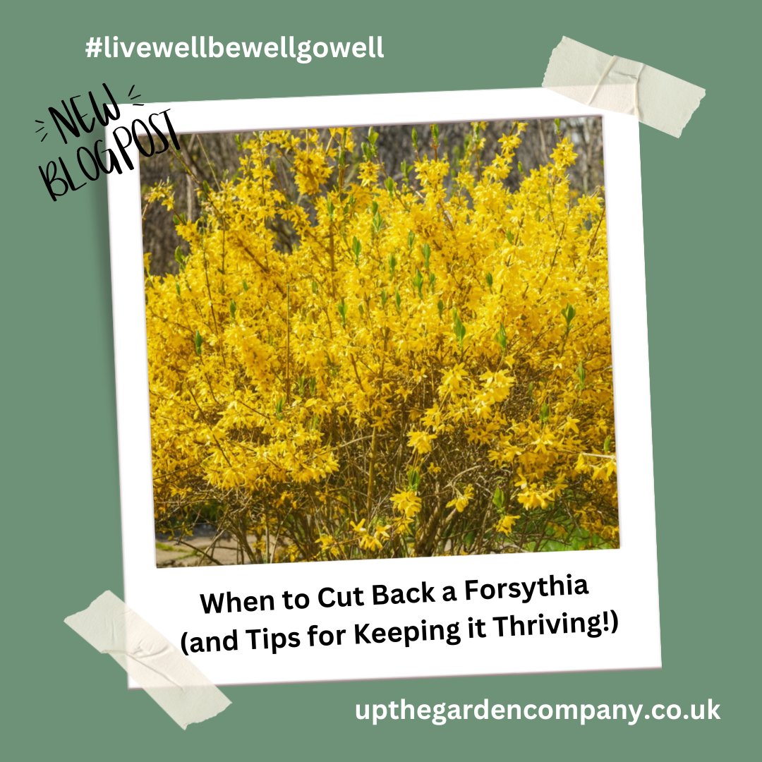 UpTheGardenCo's tweet photo. Our Favourite Spring Flower Blogs
Use this link in your browser: https://t.co/yk37uNsR5k
#springflowers #bluebells #primroses #snowdrops #sowslips #dandelions #forsythia #gardenplants #wildflowers #springcolours #springgarden #gardenblogs https://t.co/TLREPtySTS