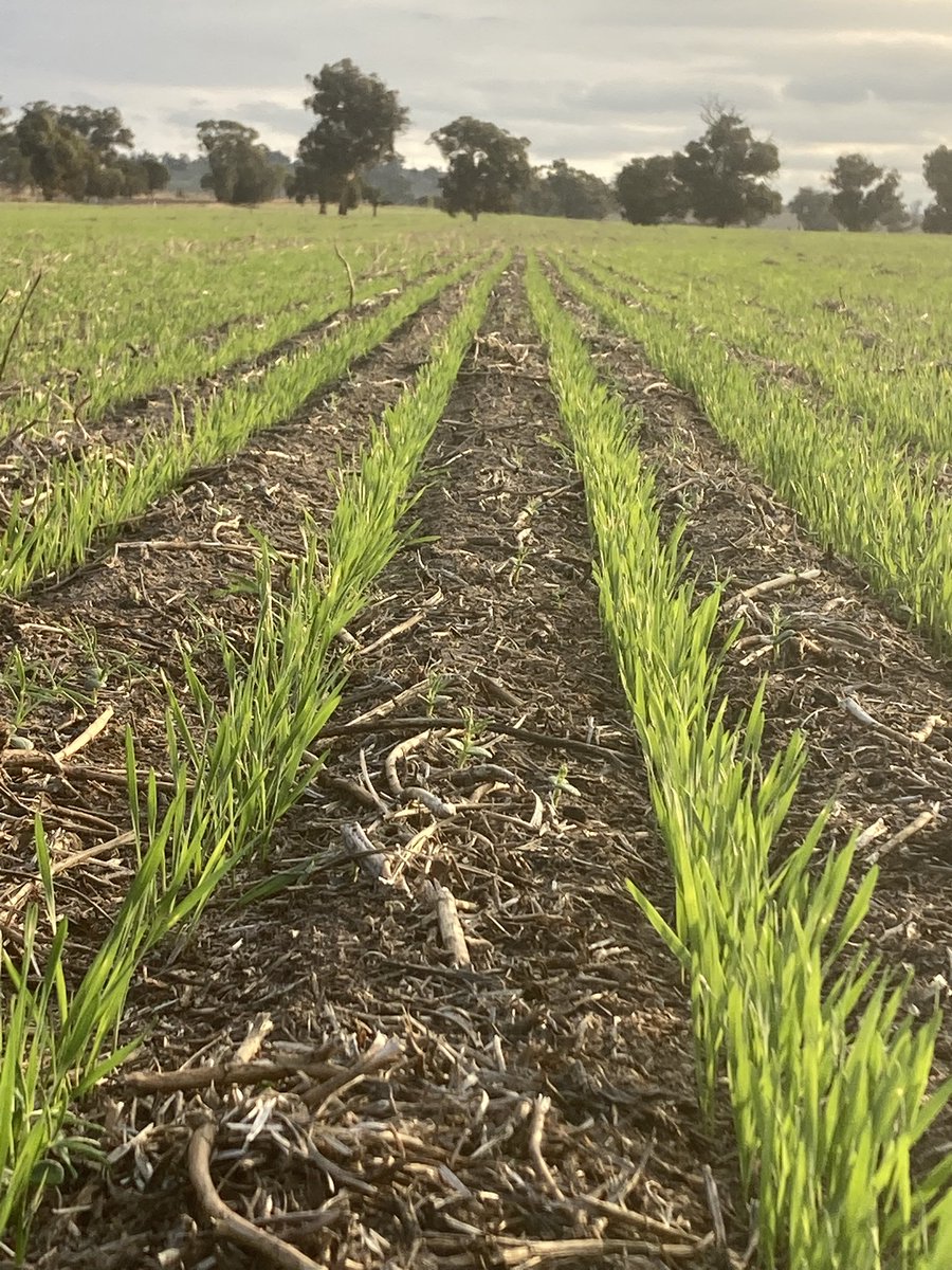 Best break to the season in my 40 years!
Bennett, winer wheat 
7 days post seeding 
Arthur River 
Western Australia