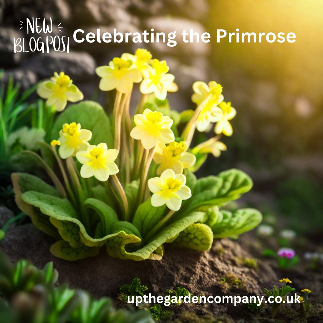 UpTheGardenCo's tweet photo. Our Favourite Spring Flower Blogs
Use this link in your browser: https://t.co/yk37uNsR5k
#springflowers #bluebells #primroses #snowdrops #sowslips #dandelions #forsythia #gardenplants #wildflowers #springcolours #springgarden #gardenblogs https://t.co/TLREPtySTS