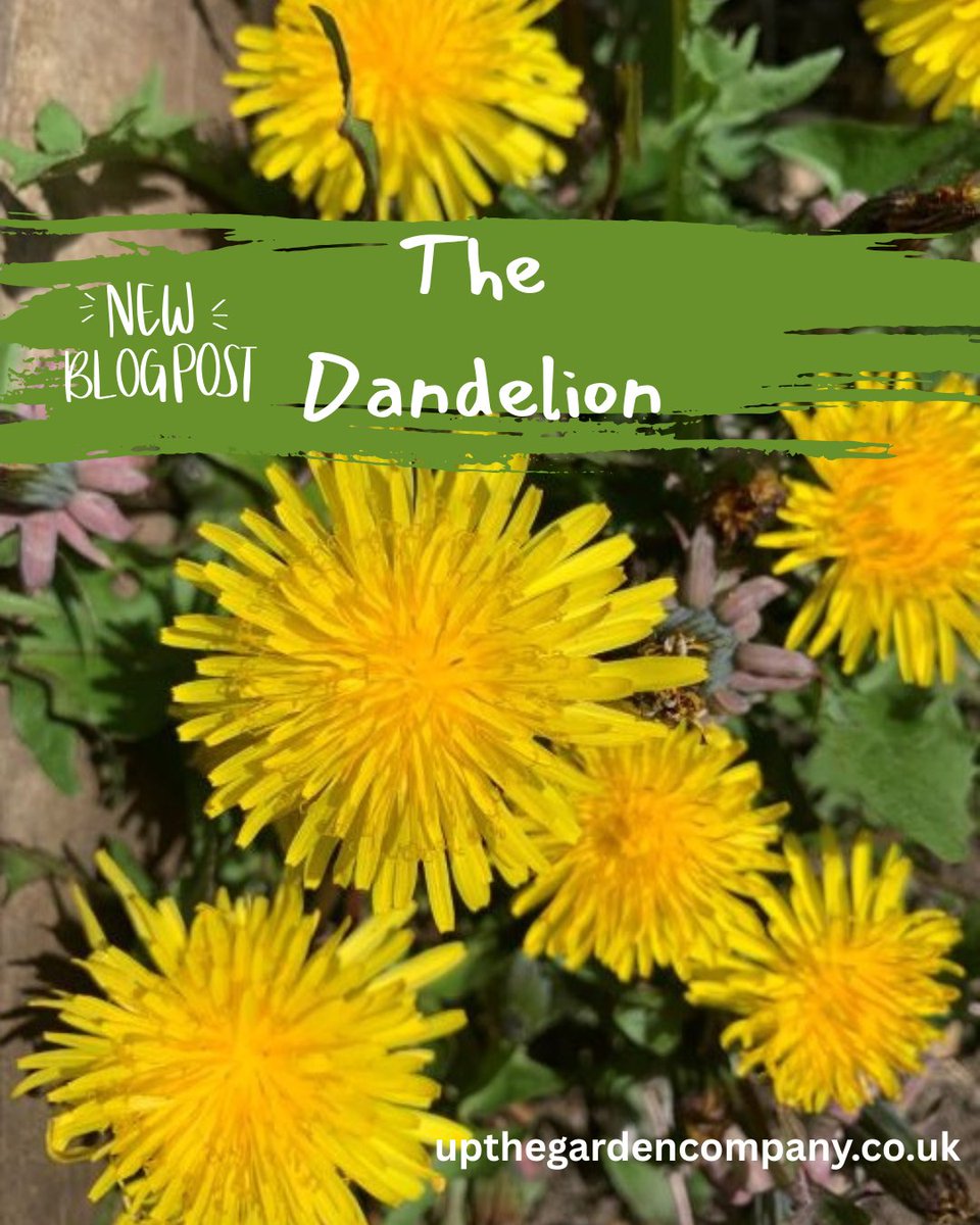 UpTheGardenCo's tweet photo. Our Favourite Spring Flower Blogs
Use this link in your browser: https://t.co/yk37uNsR5k
#springflowers #bluebells #primroses #snowdrops #sowslips #dandelions #forsythia #gardenplants #wildflowers #springcolours #springgarden #gardenblogs https://t.co/TLREPtySTS