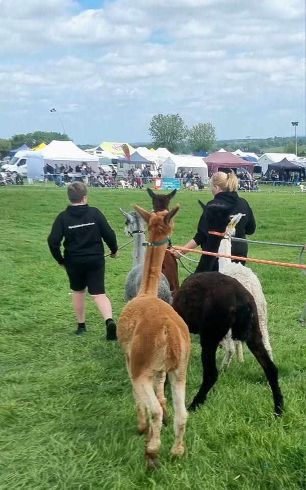 LauncestonRally's tweet photo. Funny looking dogs mate! https://t.co/QjUqd8P5Db