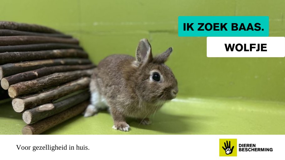 #ikzoekbaas Nu haar kleintjes zelfstandig zijn is het tijd voor Wolfje om een nieuw plekje te vinden. Wolfje heeft een heel zachtaardig karakter en vindt het maar al te gezellig als je even bij haar komt kijken. Heb jij een konijn waar zij bij mag wonen?❤️ bit.ly/428dH6k