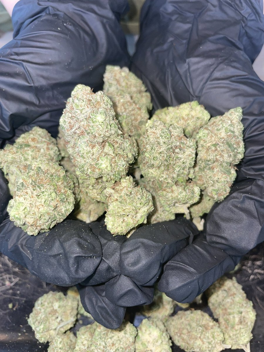 大麻屋サンくん@チェンマイ tweet media