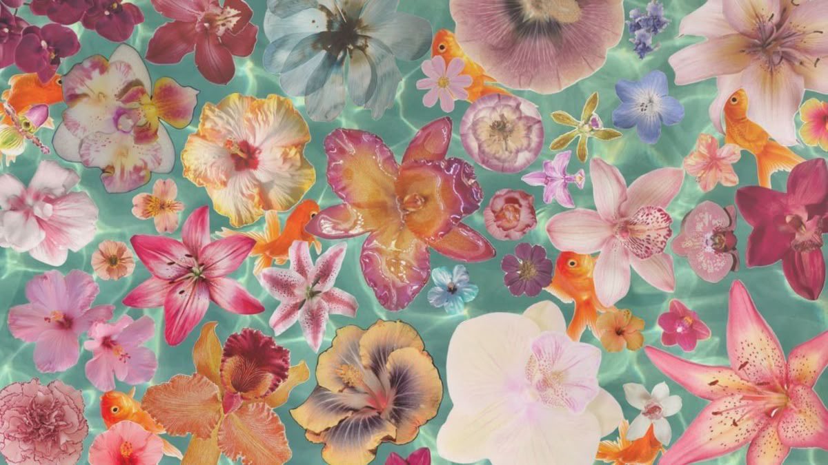 fiorlily tweet media