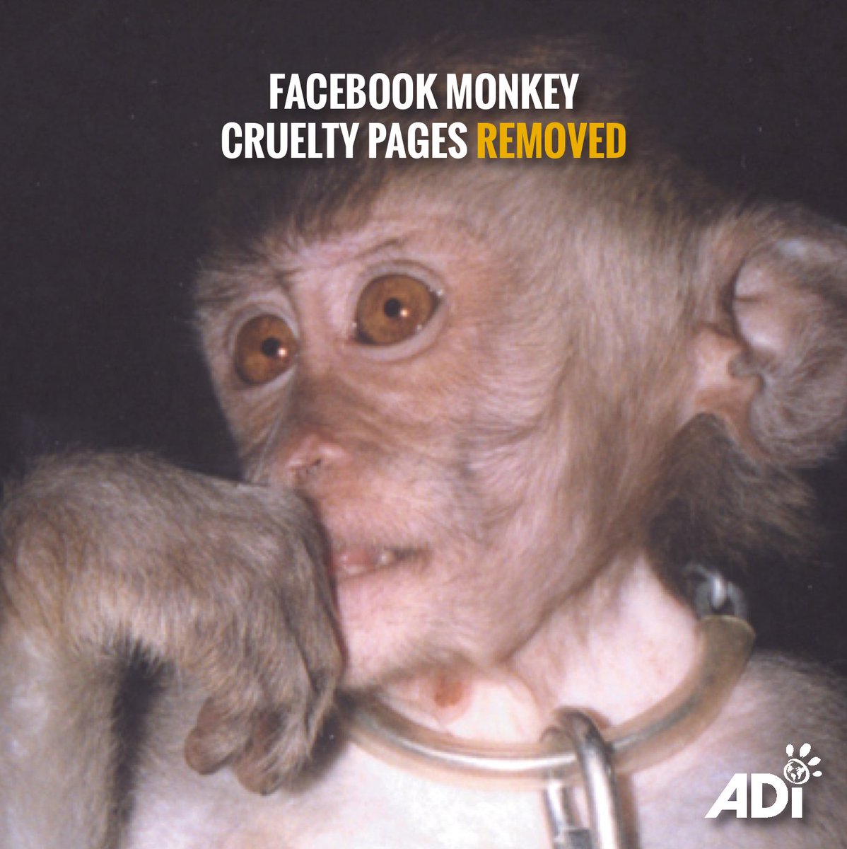 AnimalDefenders's tweet photo. Meta has acted after ADI and other members of SMACC sent out press releases and condemned Meta’s lack of action in the media. They've removed 2 FB pages showing monkey cruelty. See cruelty online: don’t watch, report to the platform and ADI - whistleblower@ad-international.org https://t.co/VEmbxdTuXh