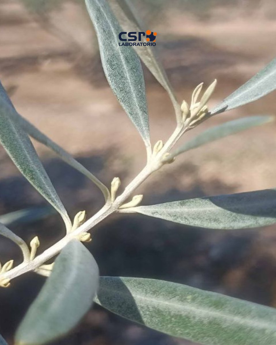 CsrLaboratorio's tweet photo. 🌸 ¡Empieza a asomarse la flor del olivo! 🌿🫒

En esta época del año, y dependiendo de la zona y del estado fenológico del cultivo, ya comienzan a distinguirse los primeros signos de floración en el olivo. https://t.co/xwRZSjpdlo