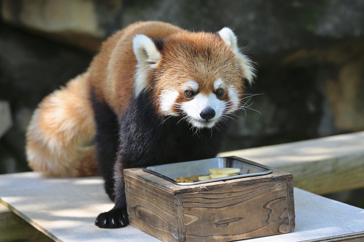 redpanda_p's tweet image. サクユリちゃん🌸

#江戸川区自然動物園 
#レッサーパンダ
#redpanda
#サクユリ
2025.4.12