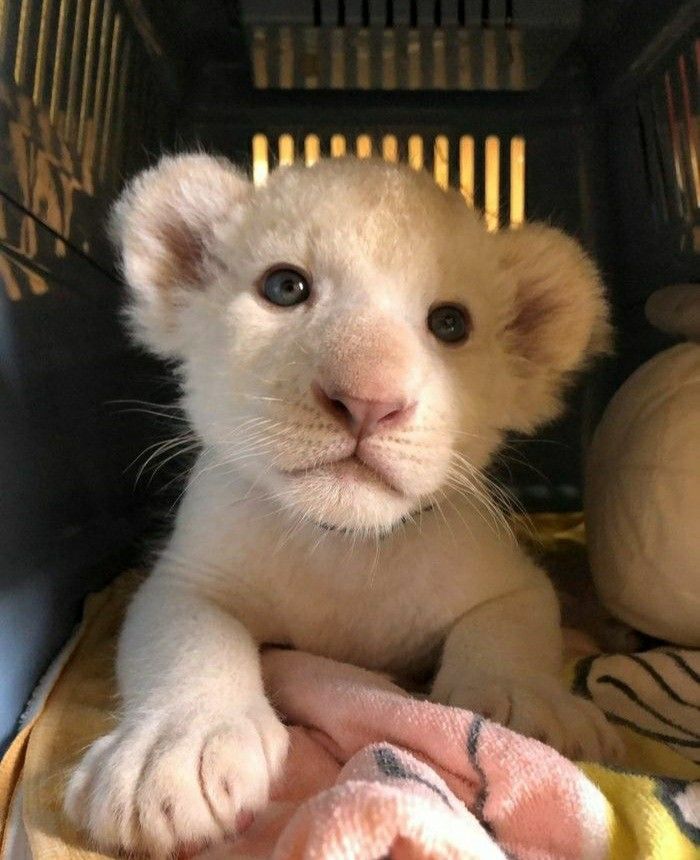 TweeetsOfDogs's tweet image. If Animals Matter to You, Leave a Red Heart😍💕