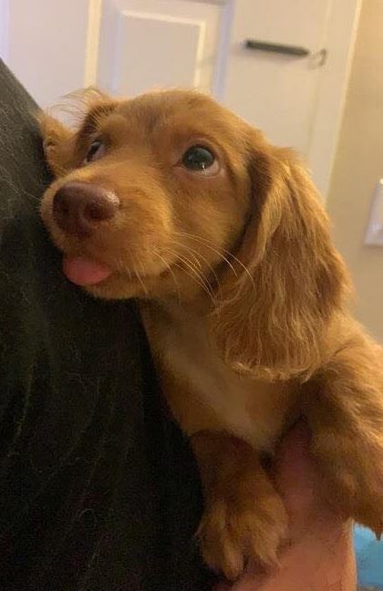 BestinDogs's tweet image. Send me some love ❤️🥹