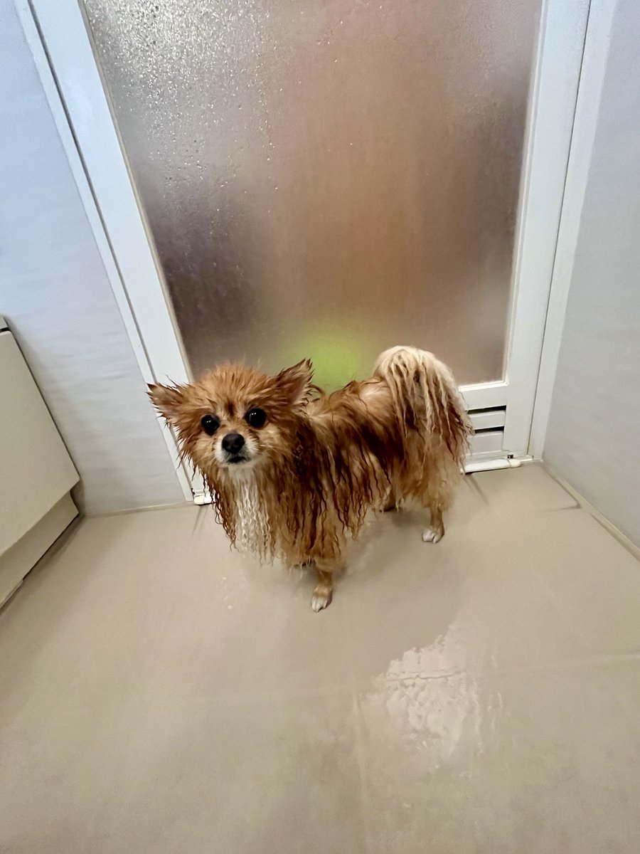 ｱﾀﾁ風呂ｲﾚﾗﾚﾀ…🛀💢💢

 #お風呂嫌い
 #ポメラニアン  #ニコリ