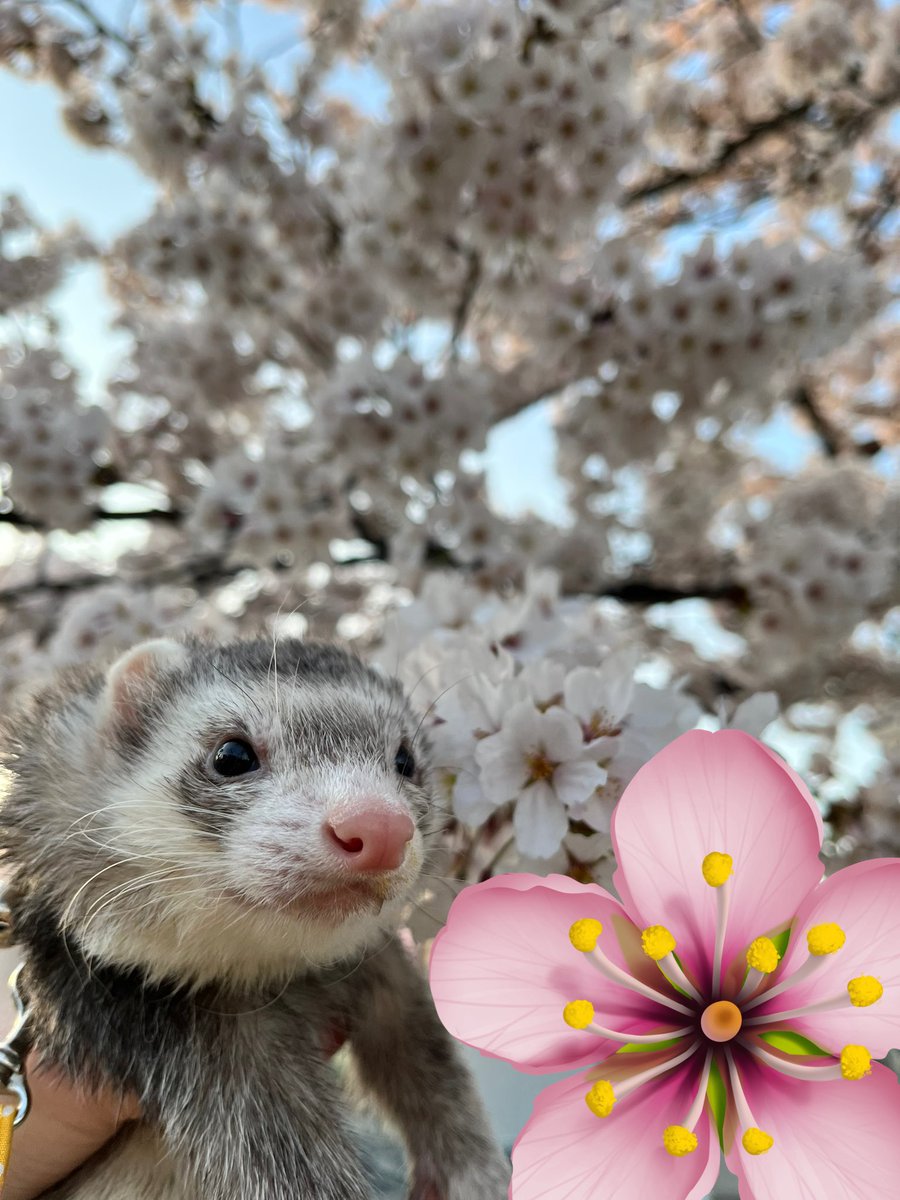 ነቼこ🫲👁️🫱 tweet media