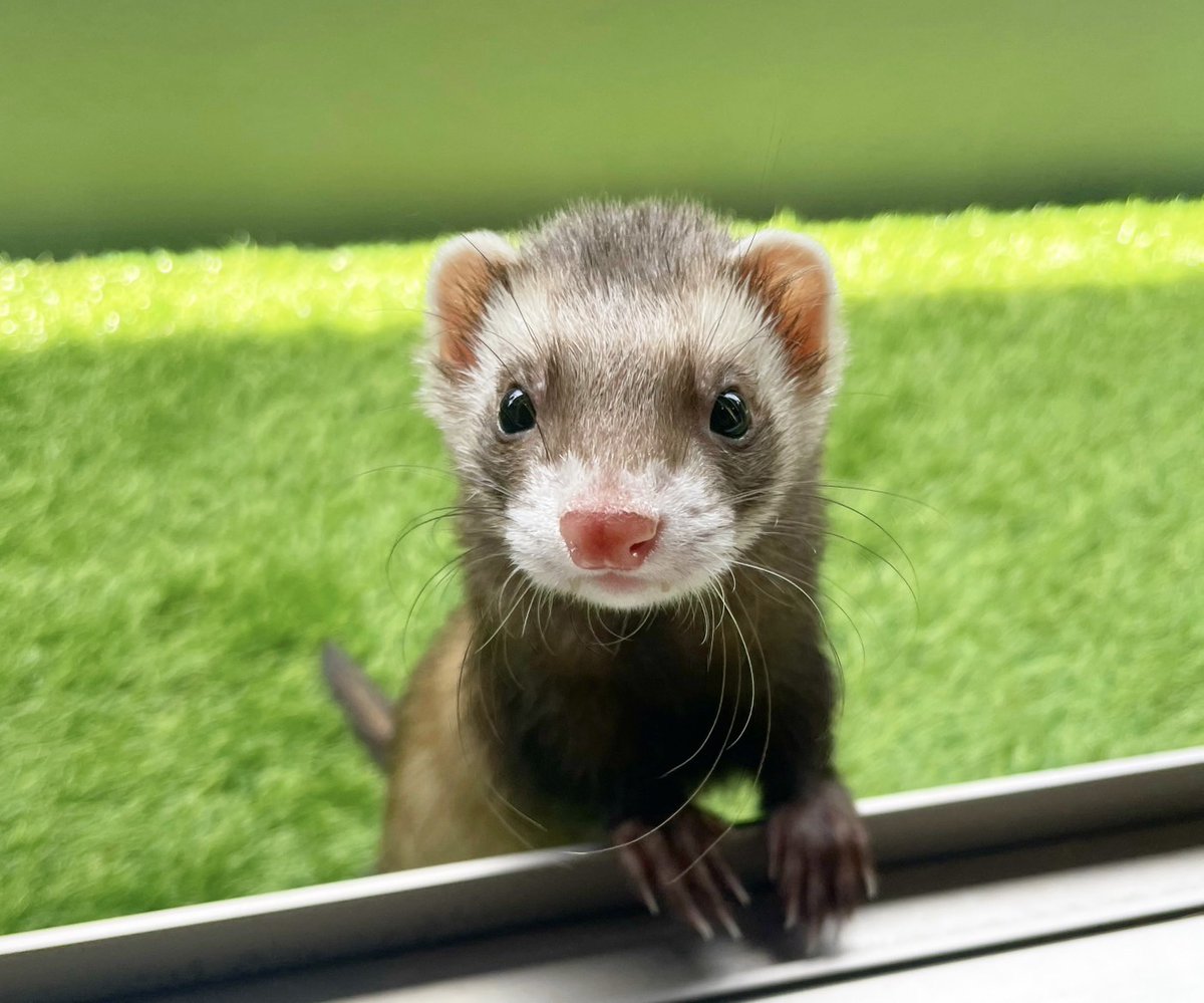 TARAKO2020517's tweet photo. This little noodle brings so much joy to my life!
Iβm from Japan and would love to connect with other ferret lovers around the world.
Letβs share cute moments, funny stories, and our love for these amazing little creatures!
#Ferret #FerretLove #FerretsOfInstagram #FerretLovers https://t.co/e0KM7toASq