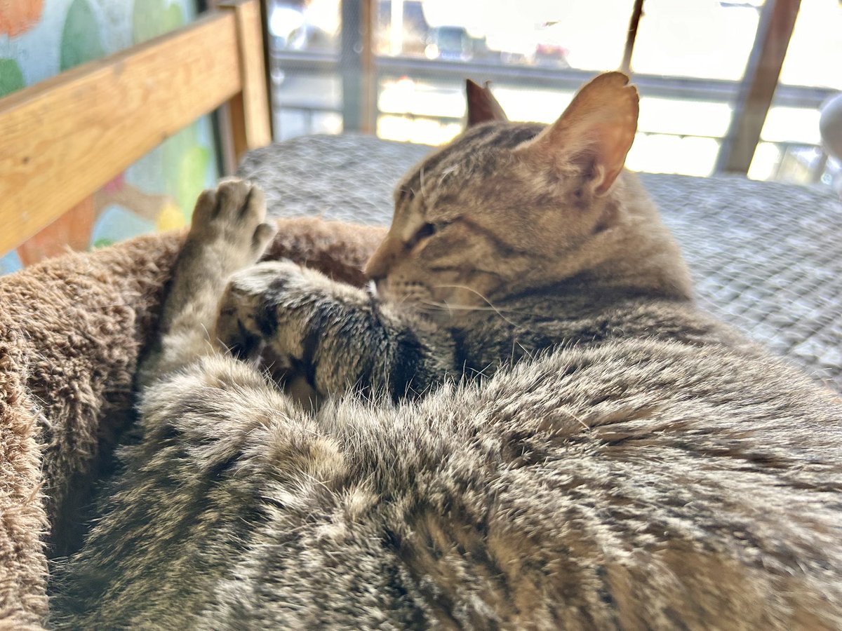 niconyanko2017's tweet photo. .

〖 ヒノキくん 〗

大柄な体格、優しい性格、いろいろ含めて
安心感の塊みたいな子です^•𖥦•^❤️‍🔥

#保護猫 #秩父 #保護猫と暮らす #保護猫を家族に #保護猫カフェ https://t.co/1WQdOstbw1