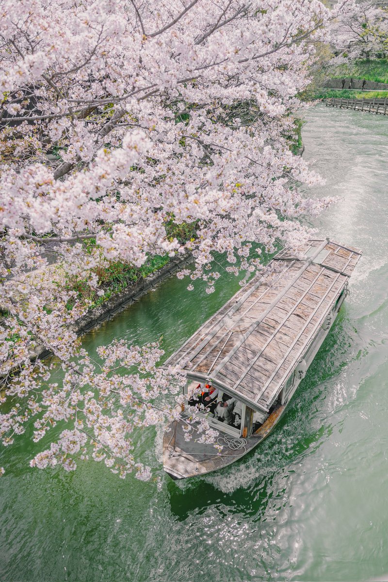 yohei_sawamura's tweet photo. 地元の桜。
好きな構図をひさびさにもう一回撮りにいった。 https://t.co/Qjq6nM7out