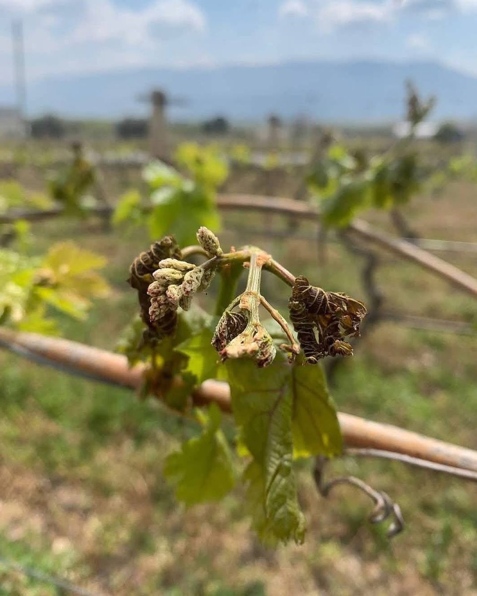 Türkiyenin genelinde meydana gelen dondan dolayı zarar gören bütün çiftçilere geçmiş olsun. #tarım #meyve #don #zararı