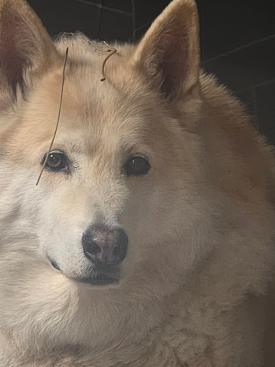 What do you mean mum? Someone's been rummaging amongst the plants in the garden? Nope  no idea who that could be! ❤️🐾