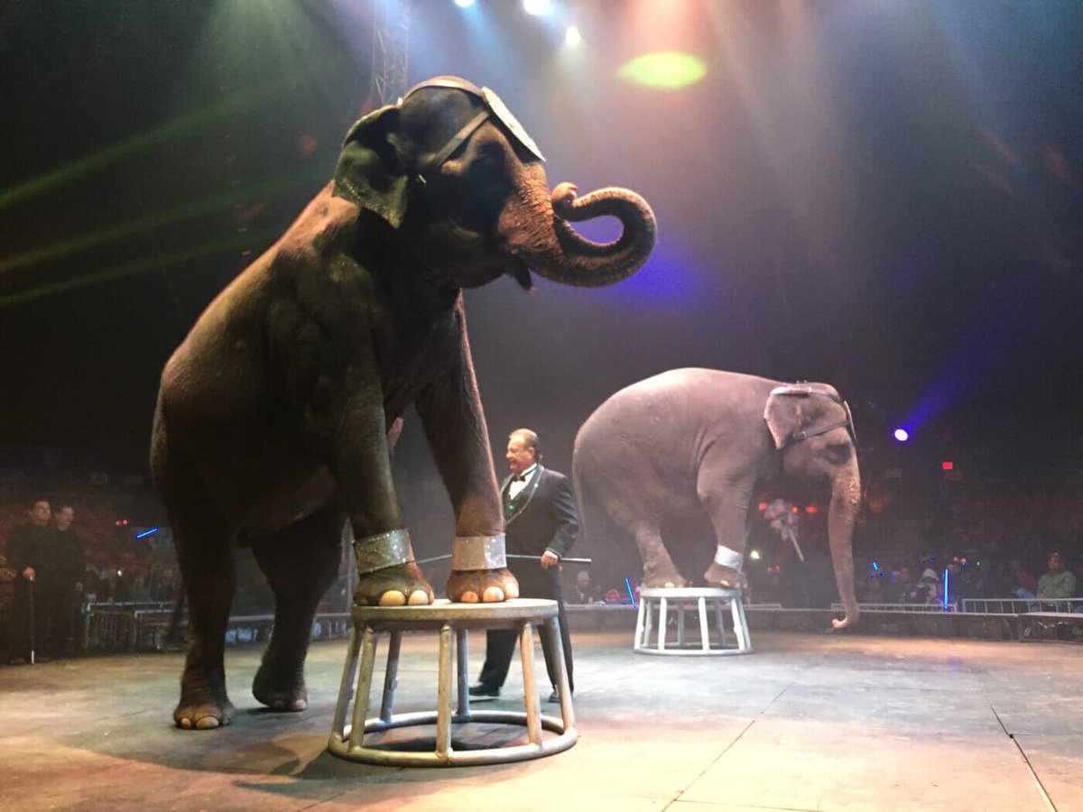 XposeTrophyHunt's tweet photo. GREAT NEWS: Washington State’s ban on traveling shows with elephants, big cats, non-human primates, bears and hybrids of these species, has passed the House with a MASSIVE MAJORITY – 65-32! The ban now moves to the Governor’s desk for signature. 💪🏻
https://t.co/gfTANcSQkY https://t.co/aftqZl7r9J