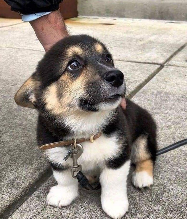 IF YOU LOVE DOGS LEAVE A RED HEART