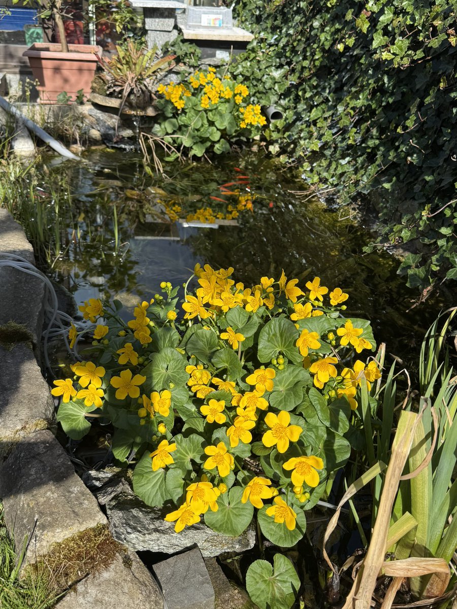 Die Supfdotterblumen blühen 😃