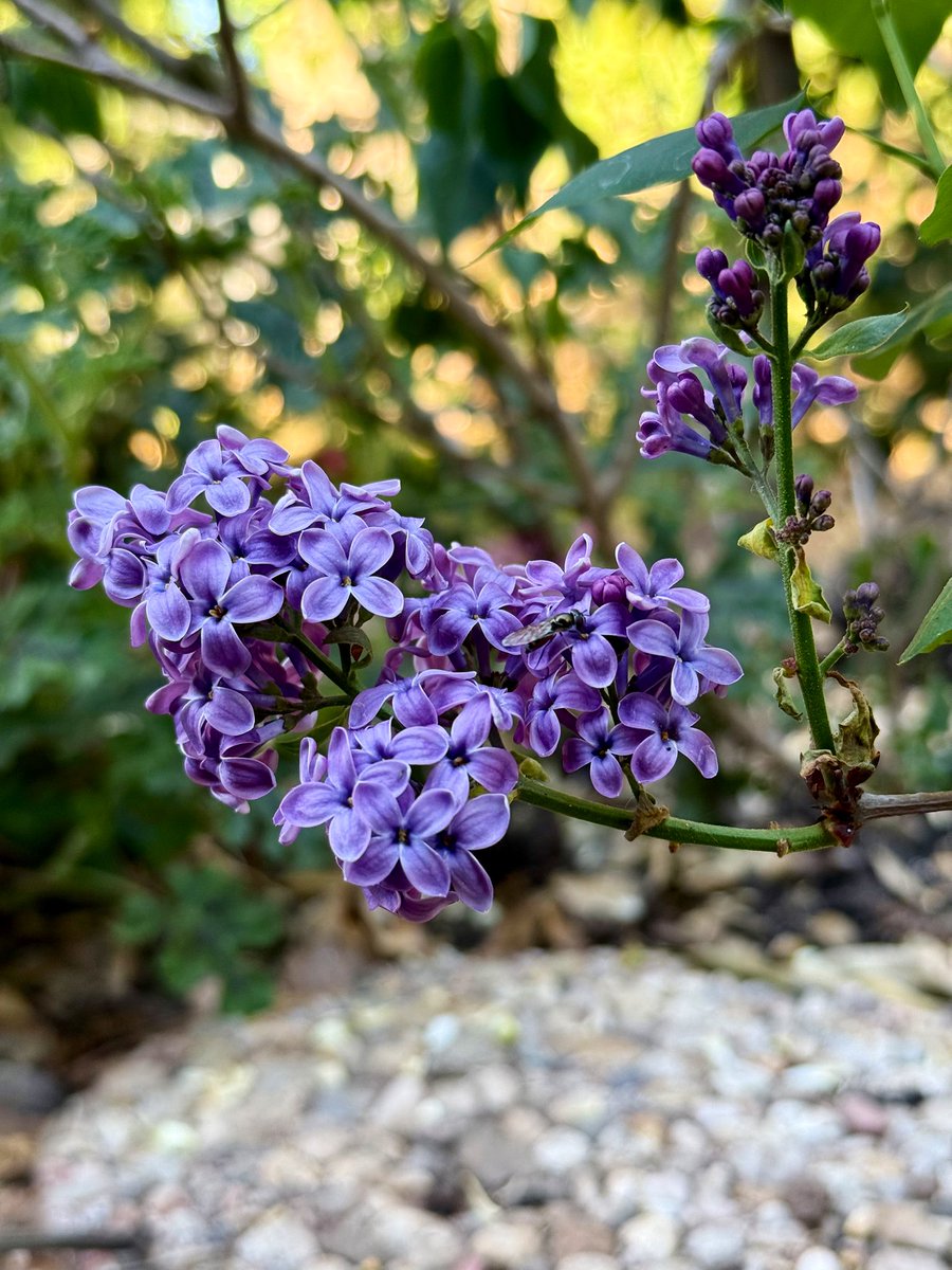 AlisaVarney's tweet photo. Lovely lilac as a hoverfly perch. https://t.co/VzOxEPILd2