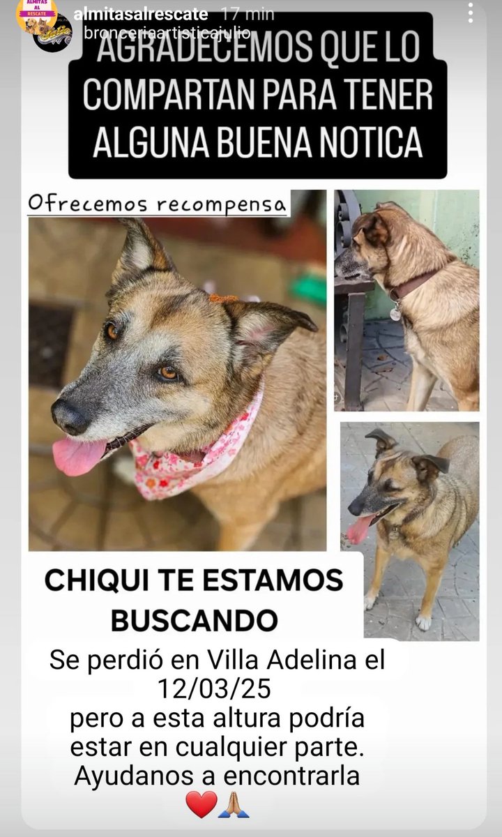 topatumba's tweet photo. #perrosperdidos #perra #perrita #buscamos #Difundir seguimos buscando a Chiqui.
Por favor si alguien la ve o sabe algo conunicarse. Gracias https://t.co/GxG9G6eJQv