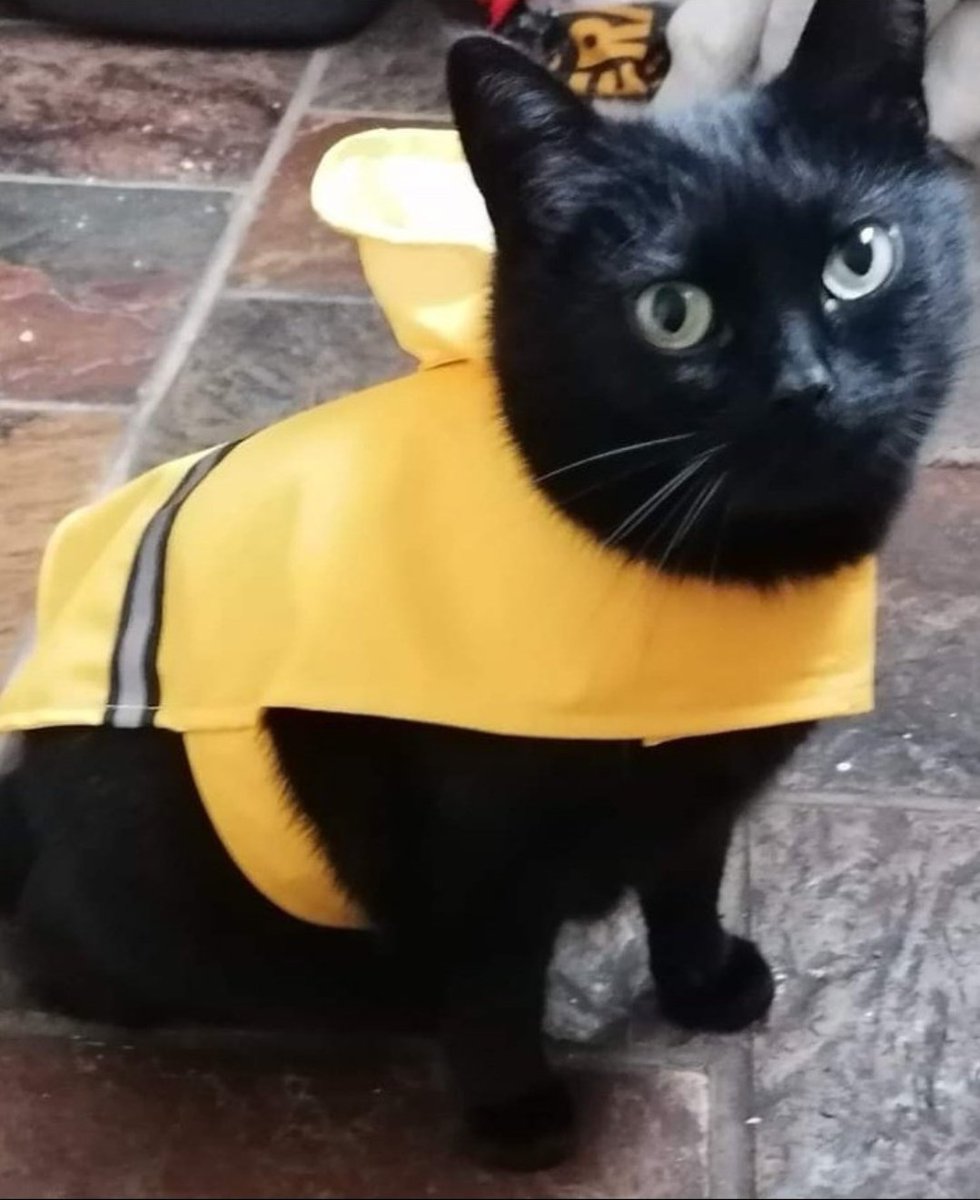 Dr Eva Burke tweet media