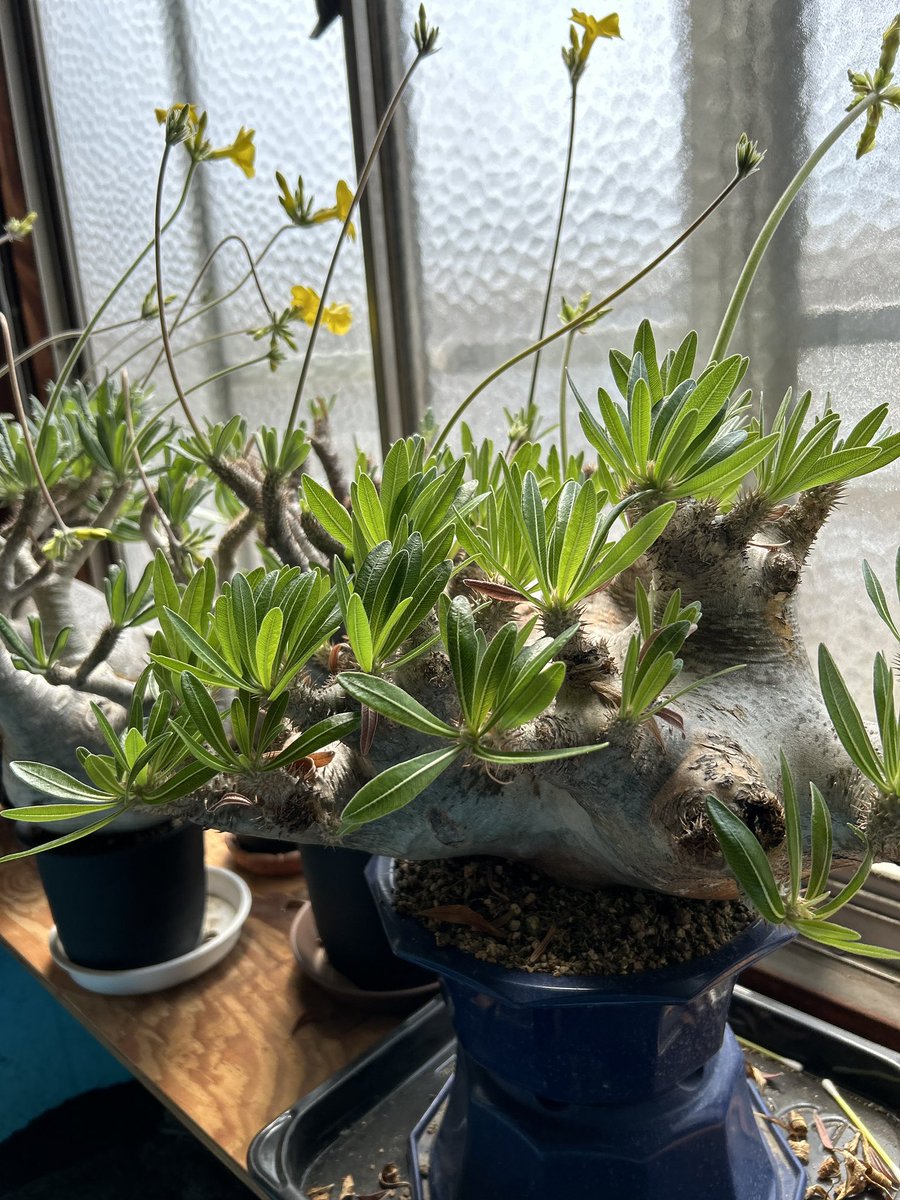 グラキリスが今年も無事に春を迎えました。イノピナツムももう少しで咲きそうです。こちらは白い花です。コロナでおうち時間が増え、塊根植物やアガベをはじめましたが、最近はアロイド系も少し集めています。