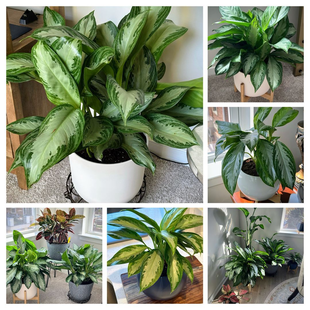 316expressions's tweet photo. Ever notice how a new plant can cheer you up more than a pricey therapy session? 🌿 Sometimes, a little green is all you need for inner peace and a touch of whimsy in your life. Your plant squad is ready to listen without judgment. #PlantTherapy #GreenThumb https://t.co/1tNjVfyocj
