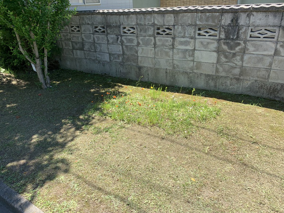 min19655's tweet photo. 1番好きだった植物屋さんがなくなってしばらく経つなあ。あの頃は家が近かったから散歩がてらよく寄った。おじちゃんおばちゃんともっと話すれば良かったなあと時々思う。すっからかんになっちゃったけど、一体どこにいっちゃったんだろ？ https://t.co/wXOPqjiM2L