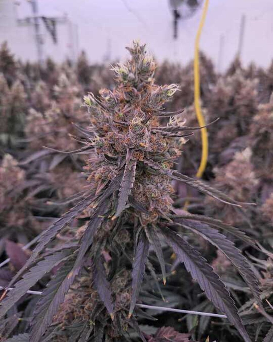 Ukee's colours making us all feel some kinda way😍