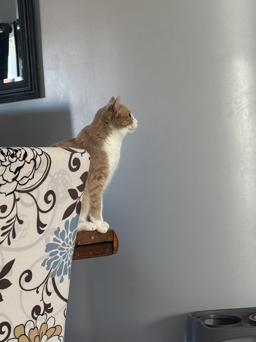 When your cat is dialed in on <a href="/TheMasters/">The Masters</a> Mr. Steve the orange cat!! #golf #TheMasters2025 <a href="/espn/">ESPN</a> #orangecat