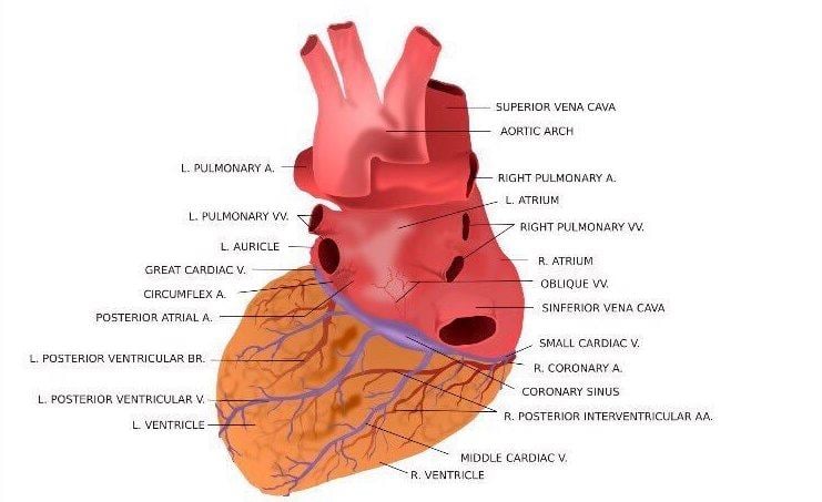 Medical Exam Prep tweet media