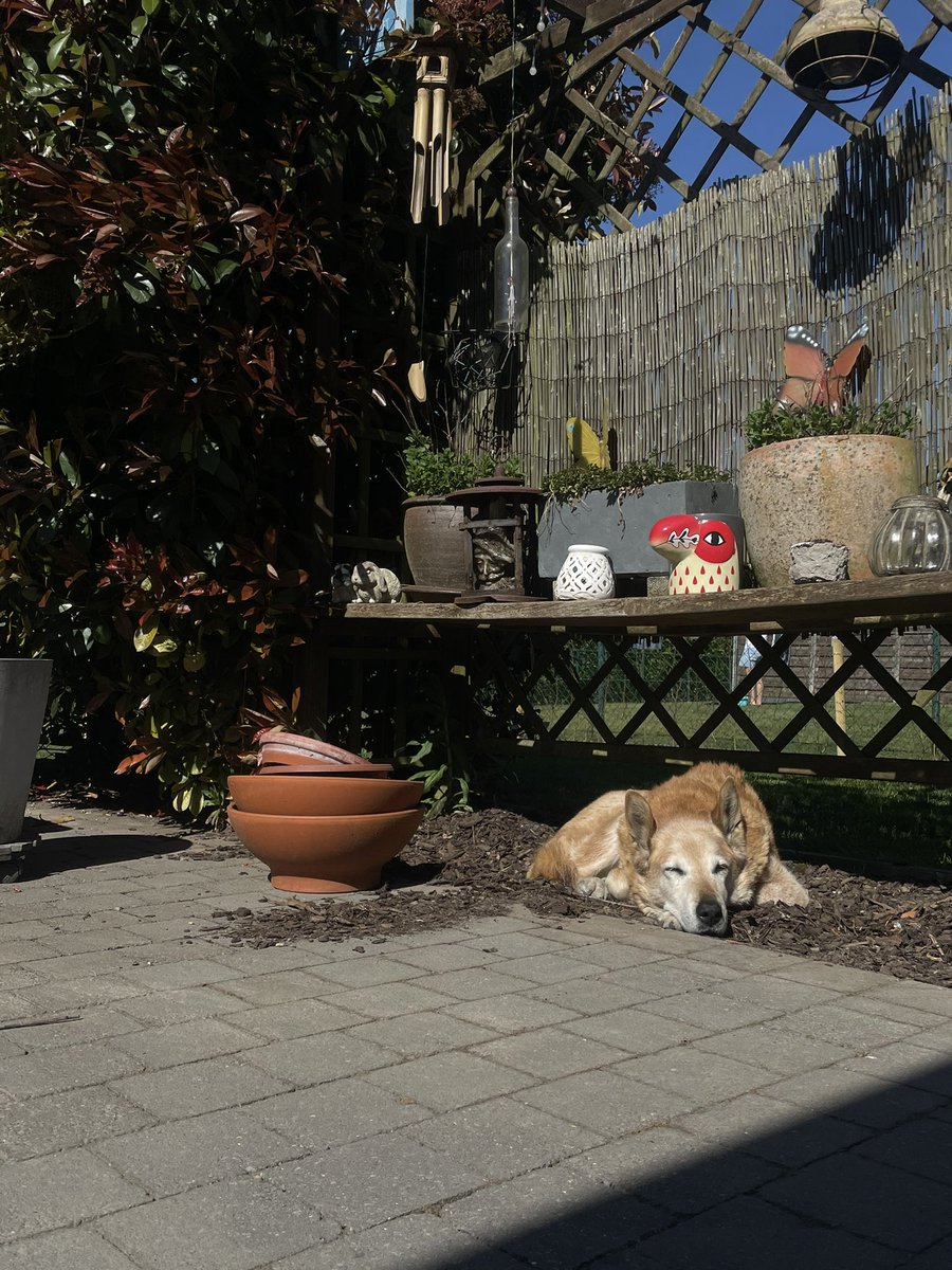 Robin_hoodersss's tweet photo. To be a little Poekas enjoying the sun https://t.co/h5ysfGvnIK