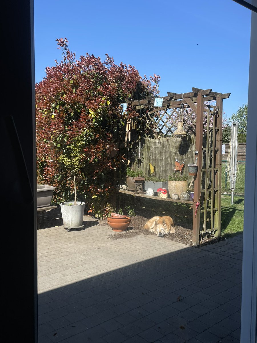 Robin_hoodersss's tweet photo. To be a little Poekas enjoying the sun https://t.co/h5ysfGvnIK