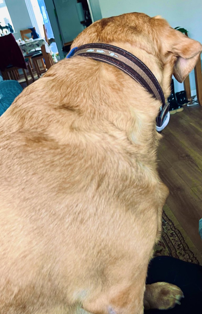 KayleighMRhodes's tweet photo. Anyone else’s dog literally sit on their lap like this…? 

#Dog #DogsLife #weekend #DeadLeg https://t.co/CJsLpsCQsw