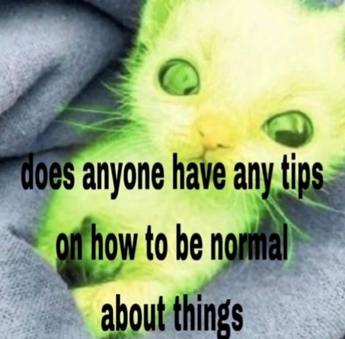 LiterallyMeCats (@literallymecats) on Twitter photo 