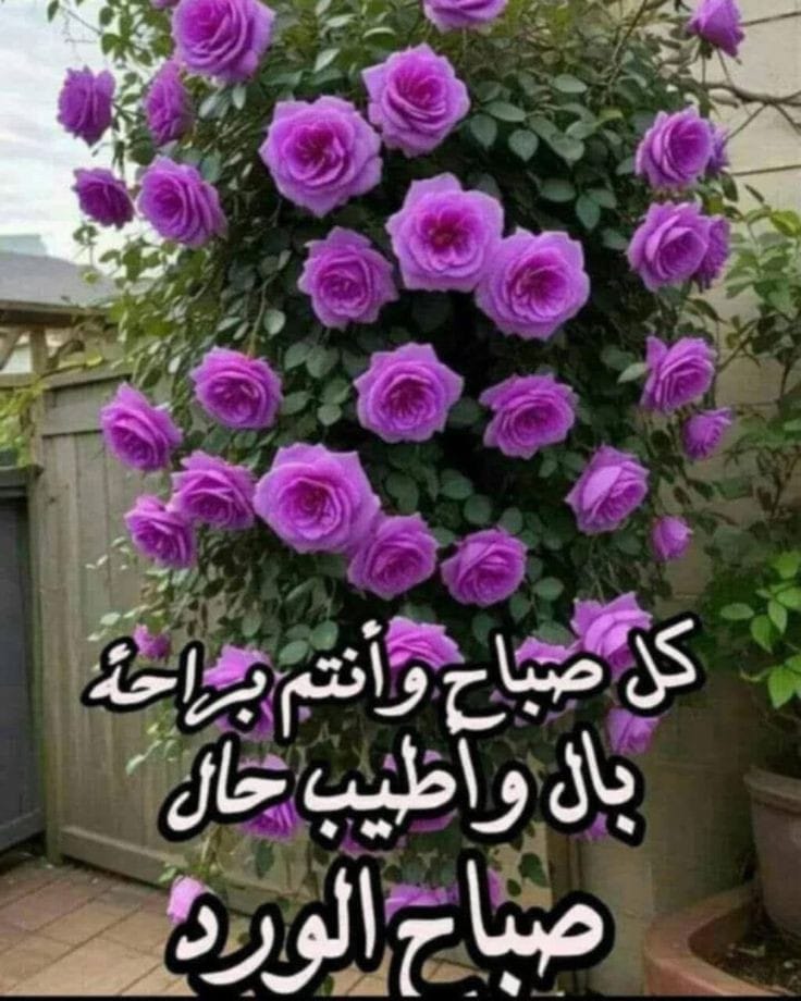 صباح الورد علي الناس الورد