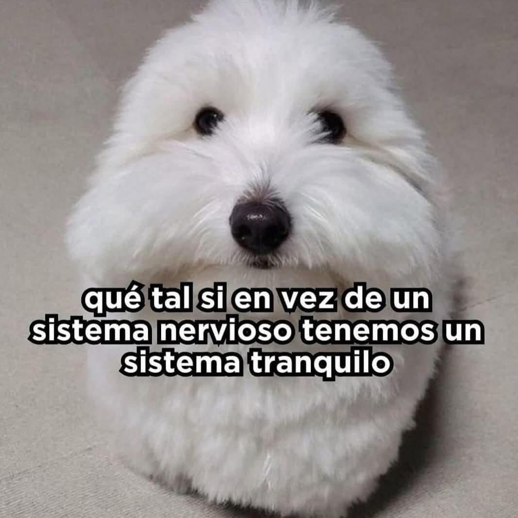 Gordito_Perrito's tweet photo. https://t.co/Gdt66xFTiw