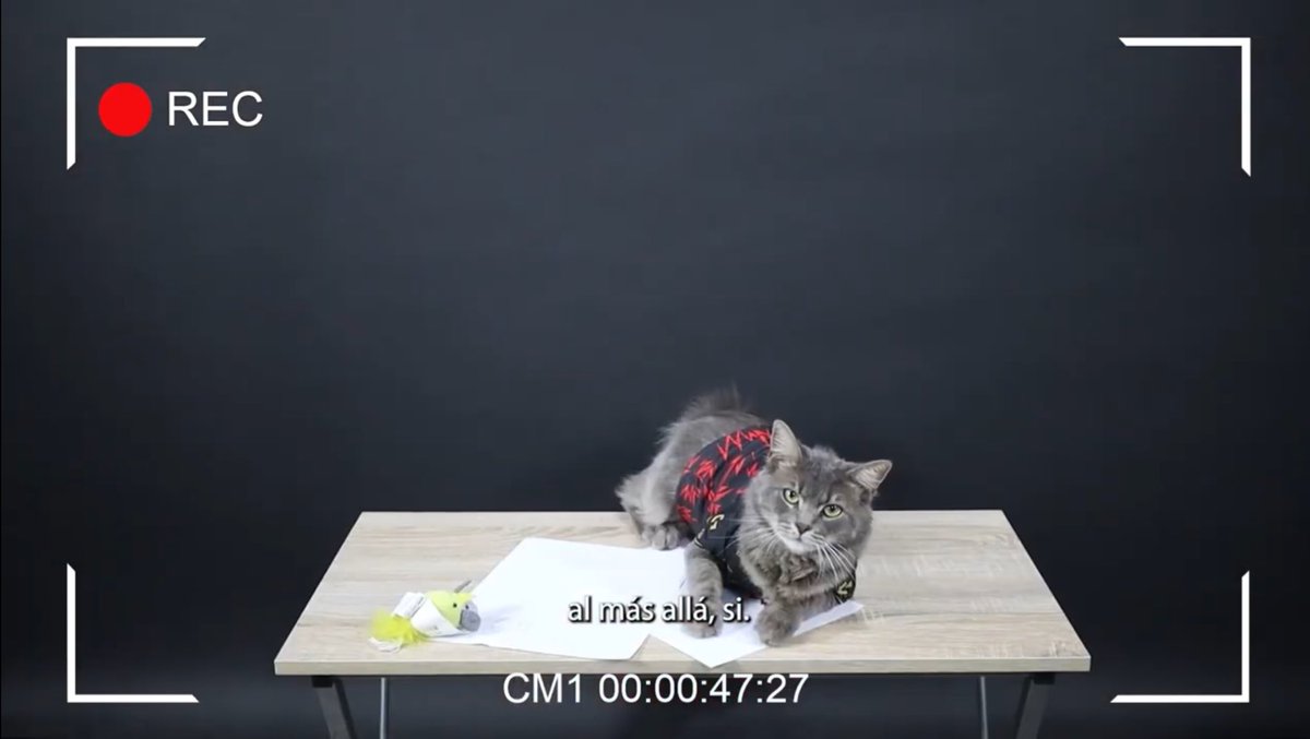 Chiquito tweet media