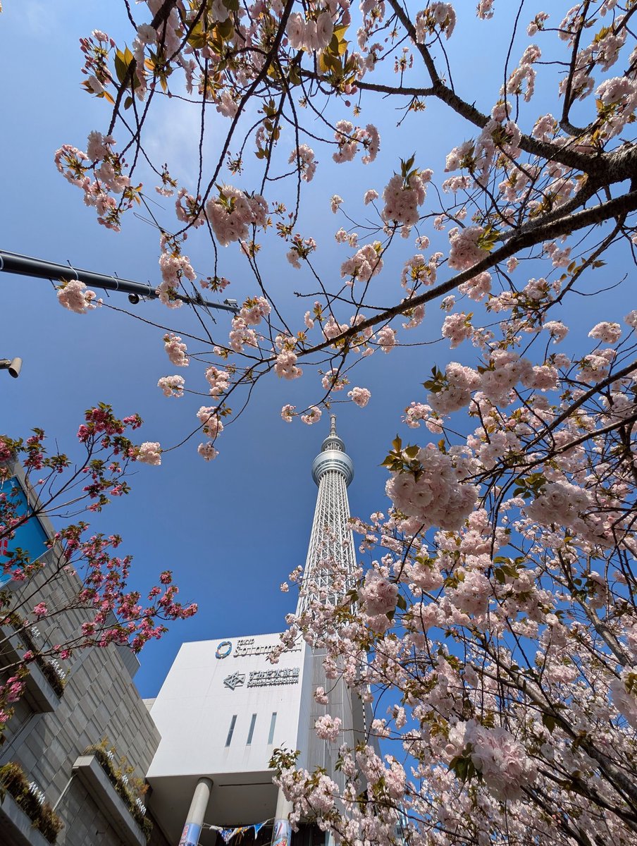 東京スカイツリータウンの八重桜