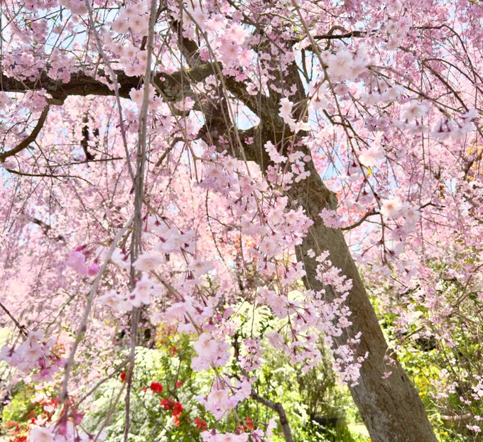 今日は京都に花見行ってきてました(原谷苑) 