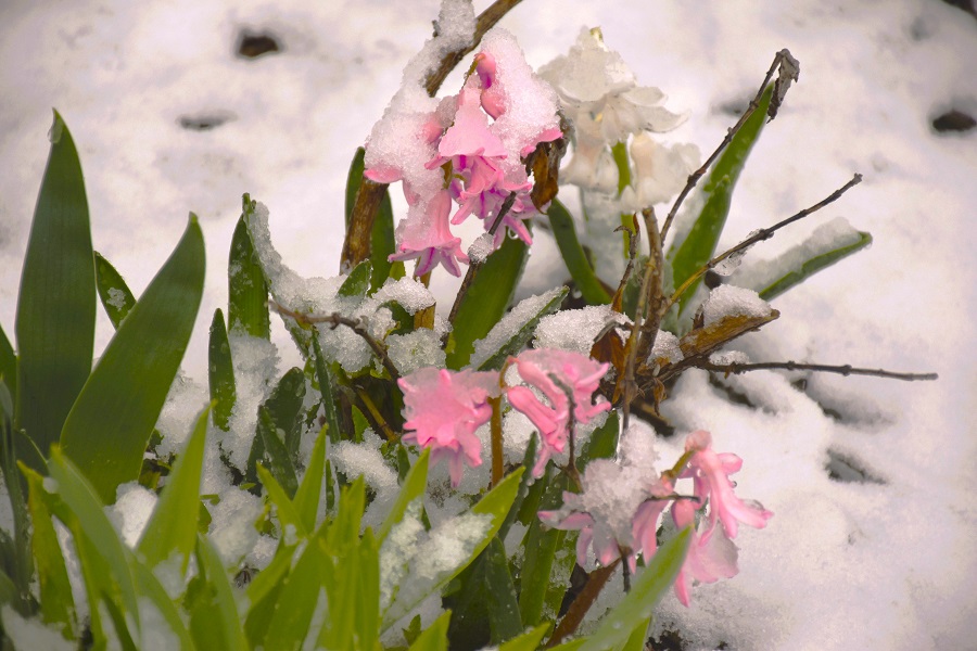 ElizaPhotograp1's tweet image. Sometimes it snows in April.
April snow storm Sussex County New Jersey