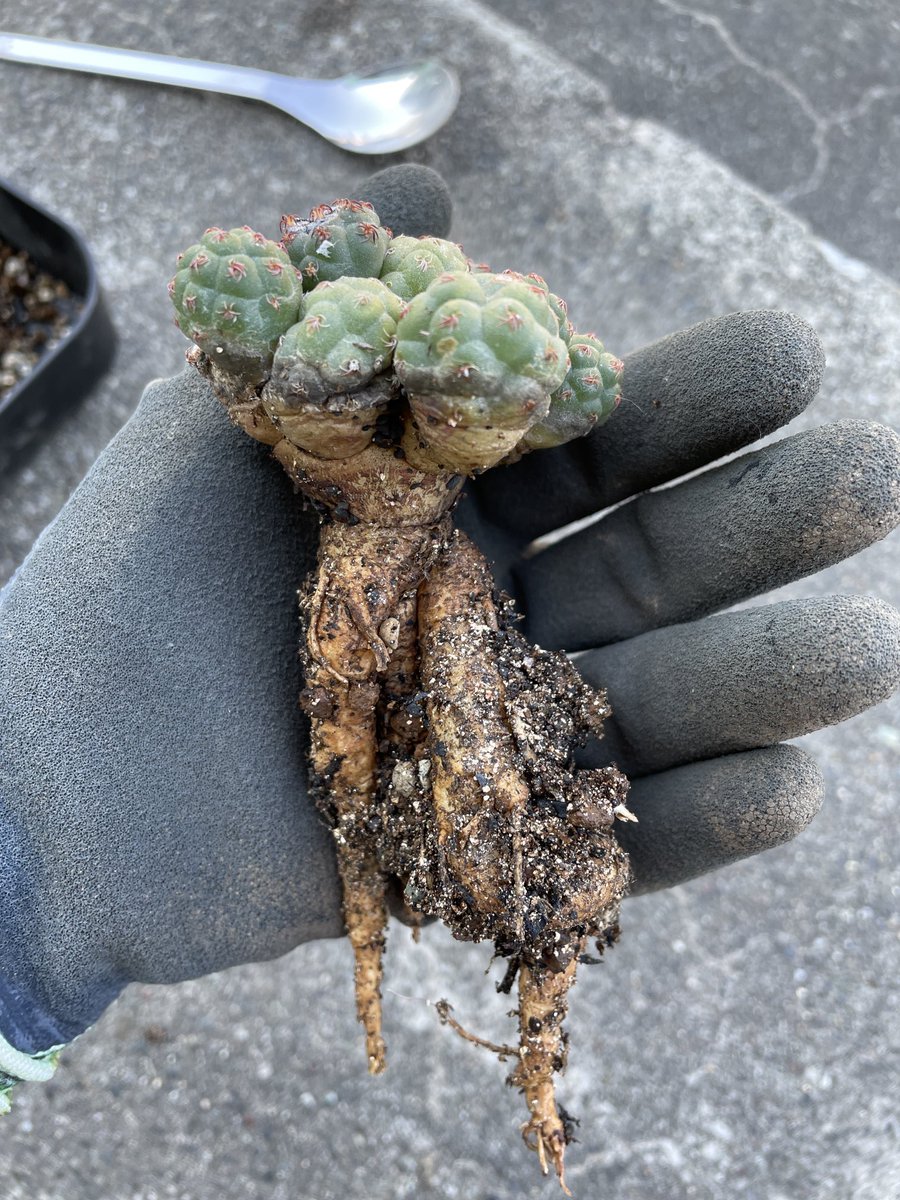 Lophoru's tweet photo. プナボンニアエの根っこを見ました👀こ、こんな太い長い根っこならそりゃあ深鉢じゃなきゃダメなわけだ🤔

根からいろいろ学びたい🌵
「根！わかる？！根！！」 https://t.co/PbN7zzETGR