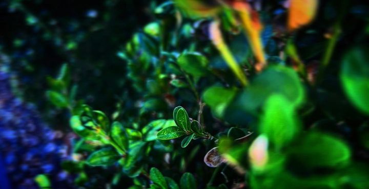 Art of the Day: "Green". Buy at: ArtPal.com/Jupiter_Nyx?i=…