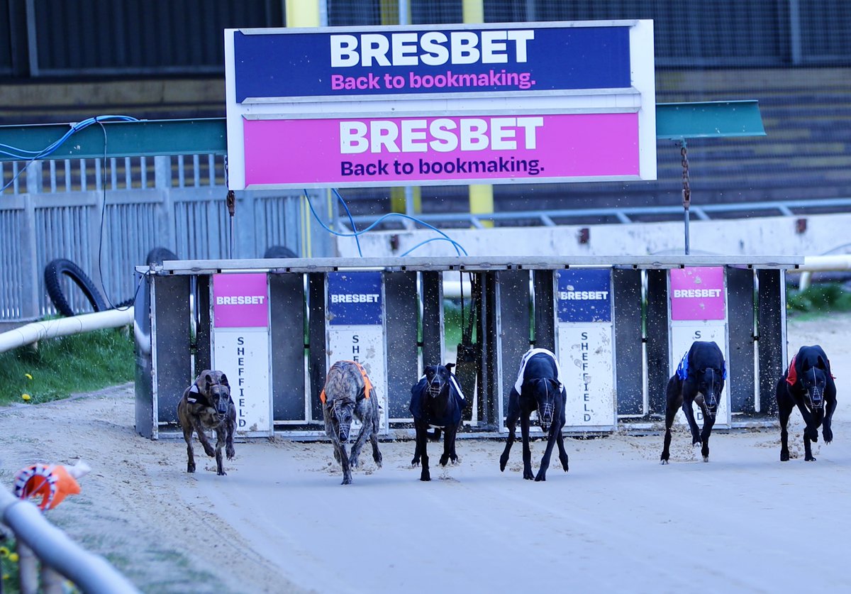 Did You Know? 🐾

Greyhounds have incredible vision!👀 They can see up to twice as far as humans, which helps them track the hare with lightning speed during races!🏁

Experience the thrill of greyhound racing at Owlerton Stadium every weekend!
#GreyhoundRacing #OwlertonStadium