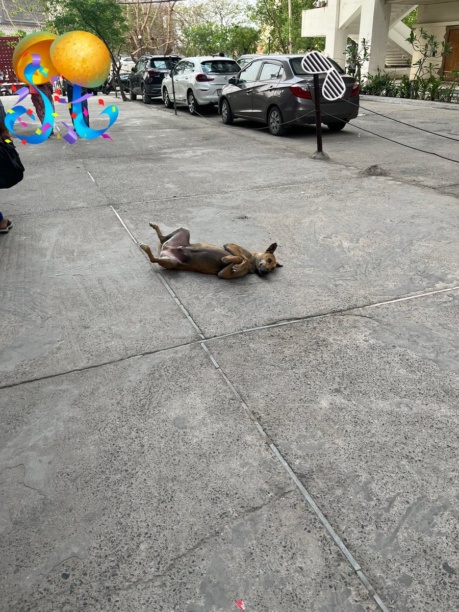 本日すごい寝相の野良犬と遭遇しました

起きたと思ったらセクシーに丸出しでした🫢