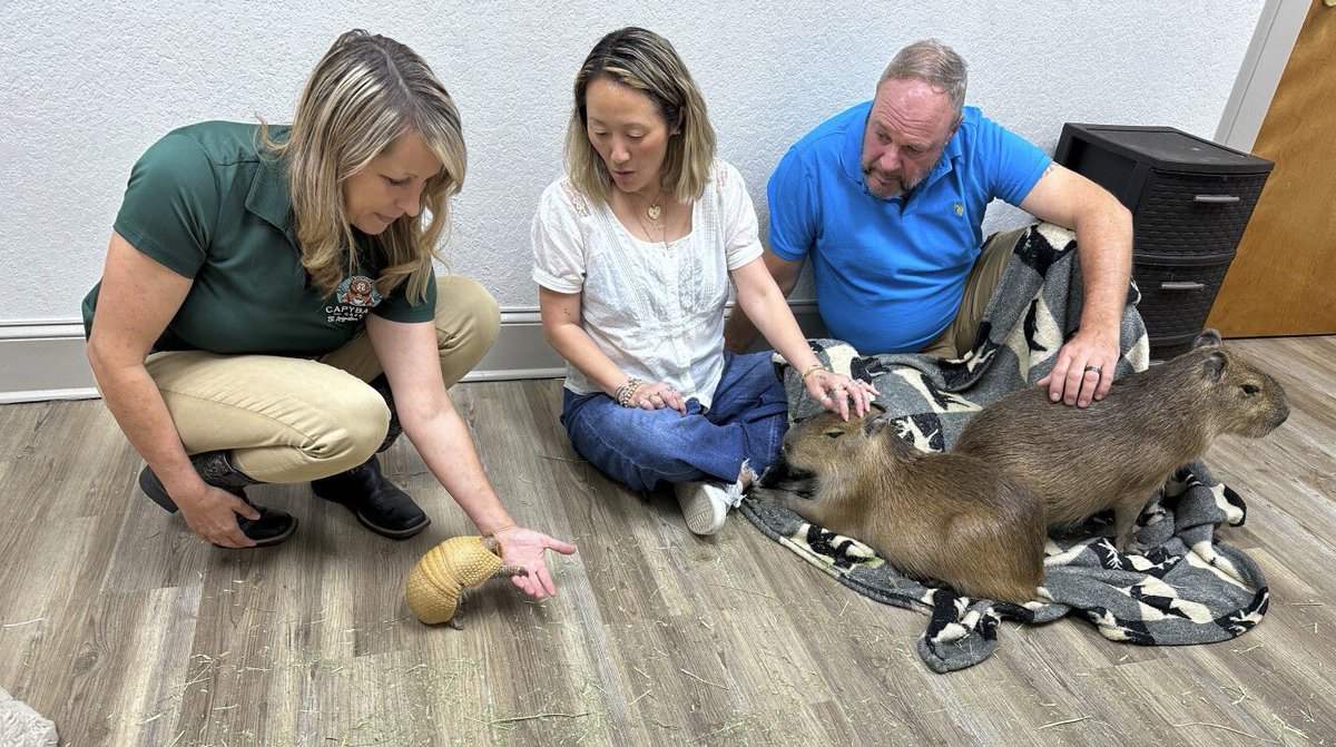 Giant rodents cuddle with visitors at the Capybara Cafe in Florida apnews.com/article/florid…