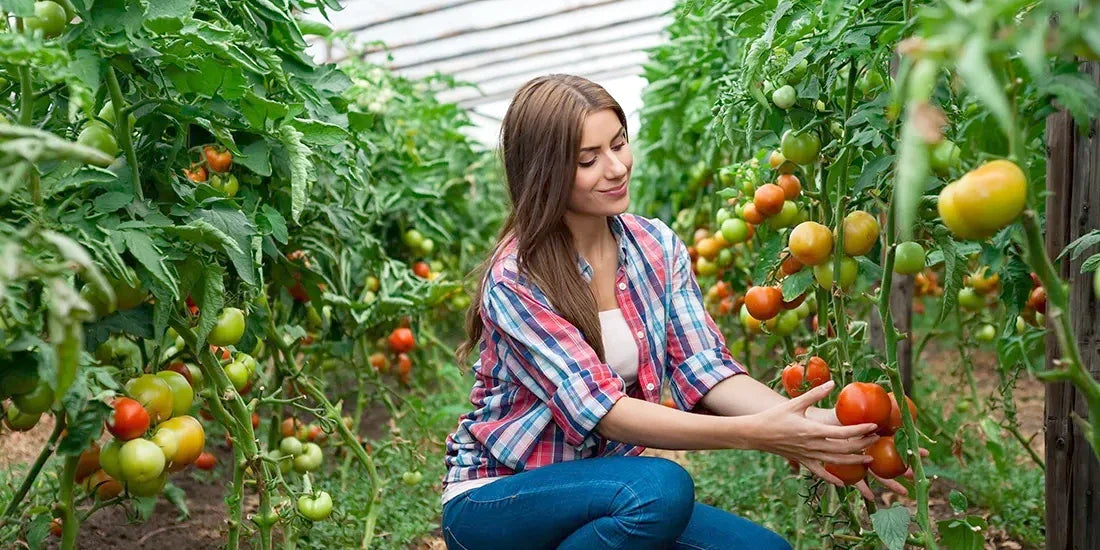 🌱 Discover 6 reasons why a ClimaPod Greenhouse could be the perfect addition to your garden!
climapodgreenhouses.com/blogs/greenhou…
#ClimaPod #GreenhouseGardening #gardening #greenhouse #growyourownfood #gardenlife #organicfarming