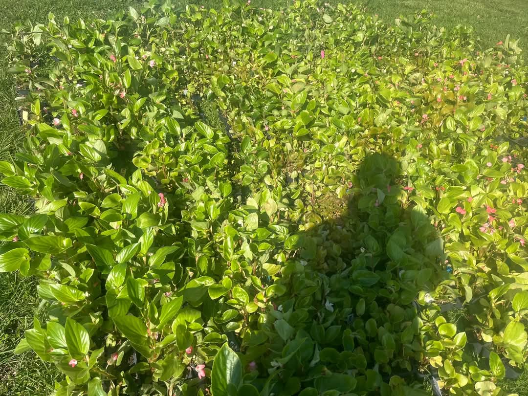 All that’s left is petunias, begonias and impatiens. 

2 packs / $1 while they last! Come and get them! 

700 Dan p Herron Dr