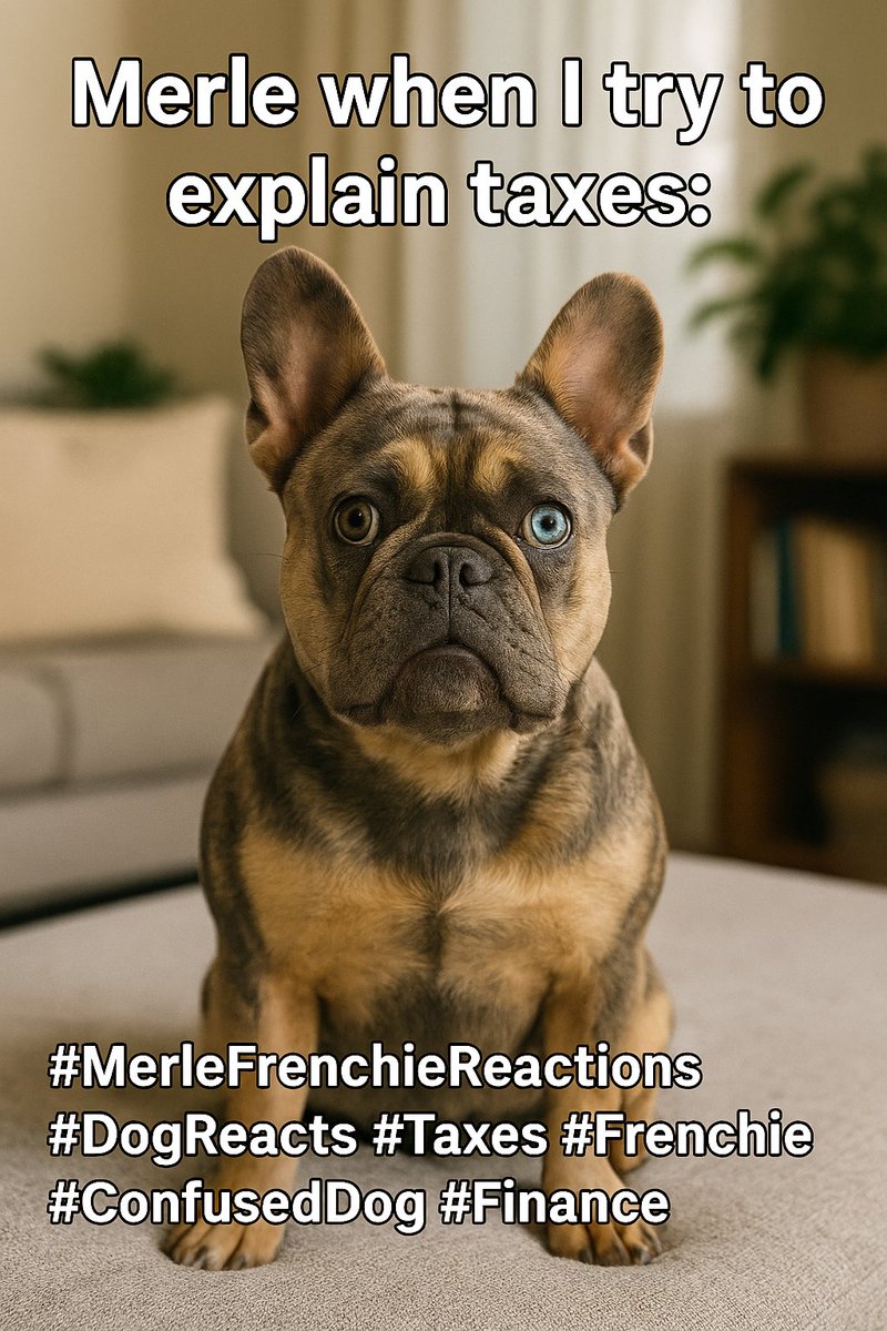 RobynDaily16's tweet photo. Merle when I try to explain taxes:
Anyone else's Frenchie a financial genius? 💸😂 #MerleFrenchieReactions #DogReacts #Taxes #Frenchie #ConfusedDog #Finance #TrendingNow https://t.co/WHd94nRtLl